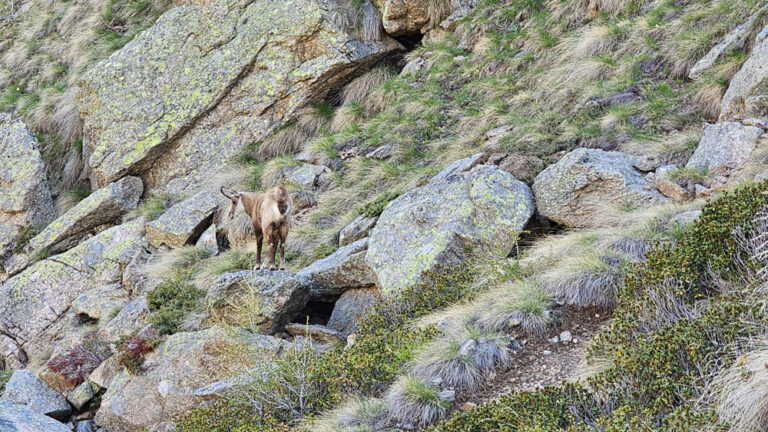 sentiero rifugio vittorio emanuele II valsavarenche