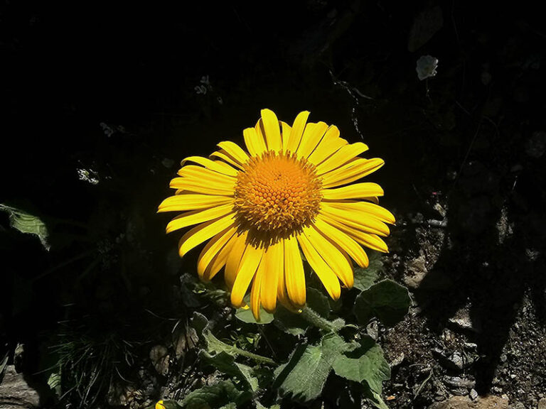 fiore al passo del gries