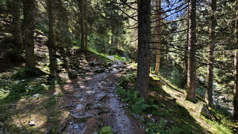 bosco di larici in val lunga