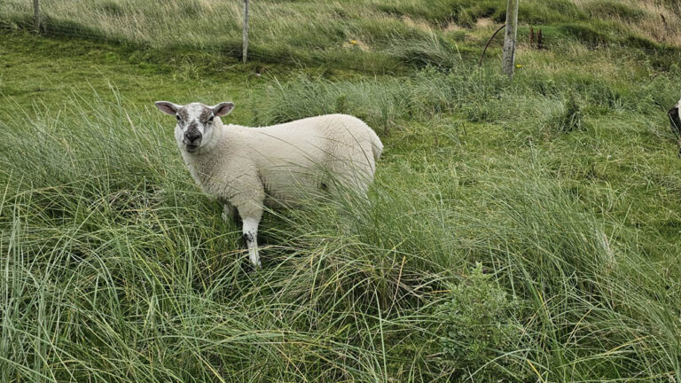 pecore a Melmore