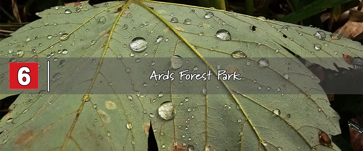 ards forest park