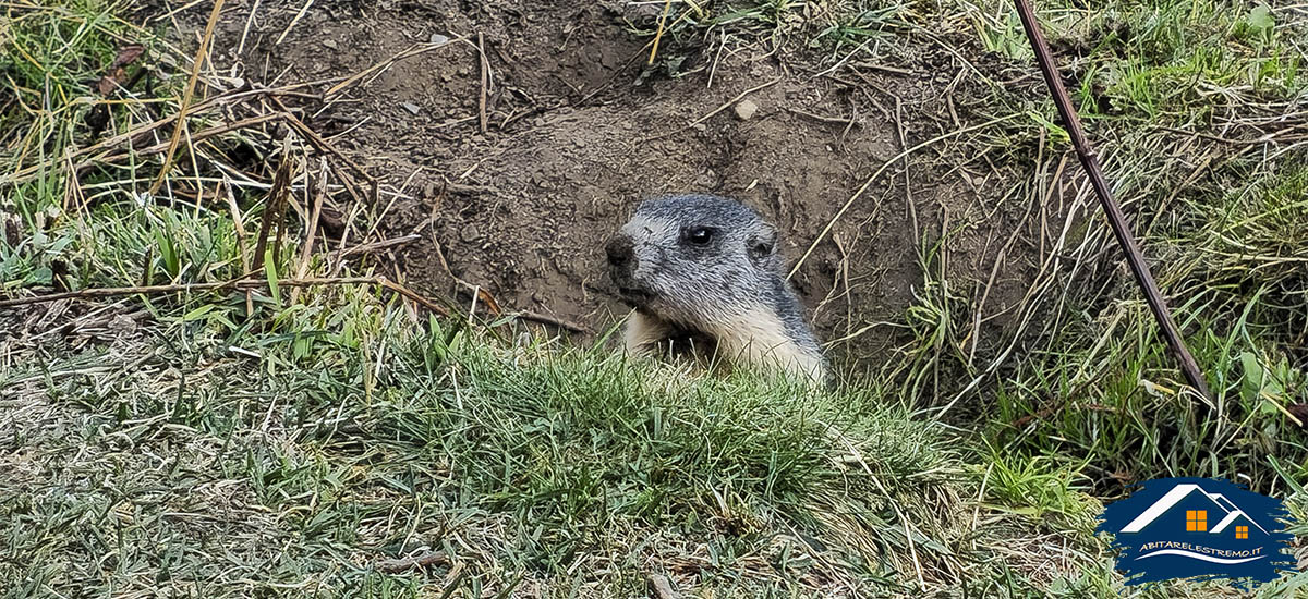 marmotta in Val Formazza