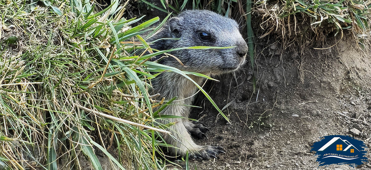 marmotta in Val Formazza