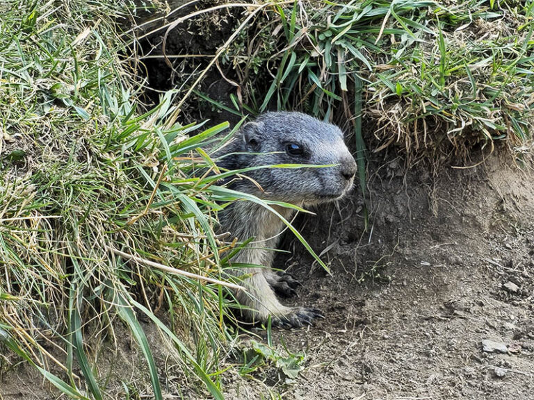 marmotta al rifugio città di busto