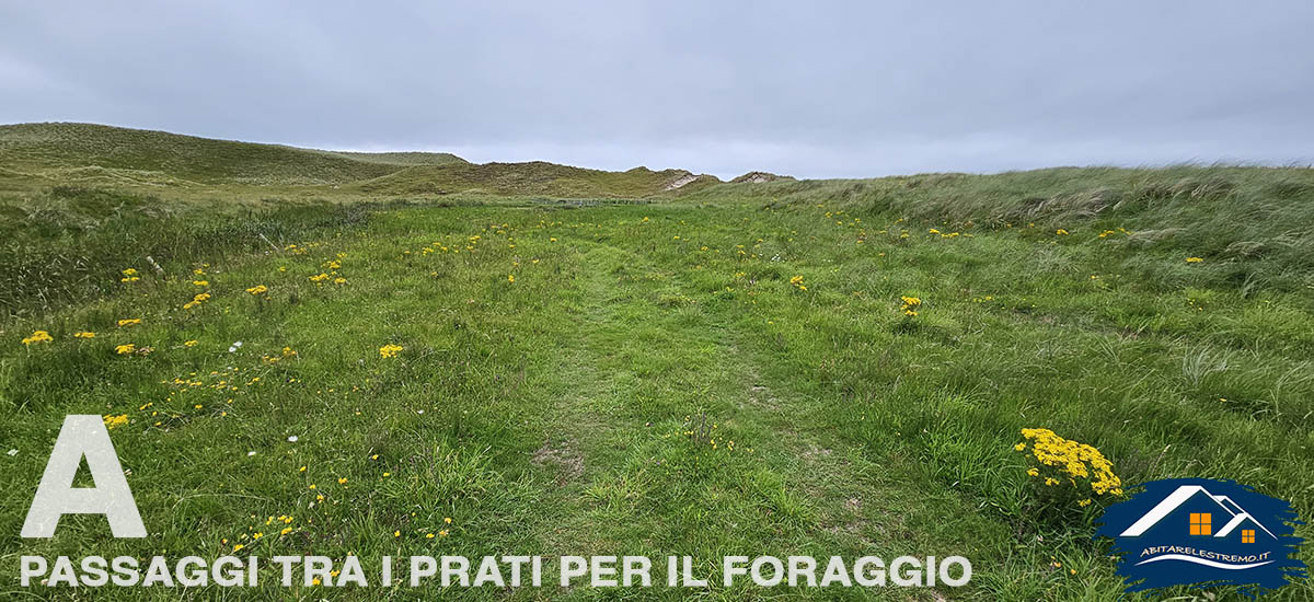 Sheskinmore Nature Reserve - Irlanda - Donegal