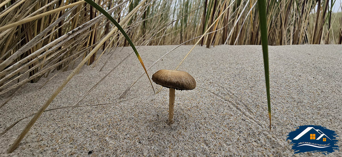 Sheskinmore Nature Reserve