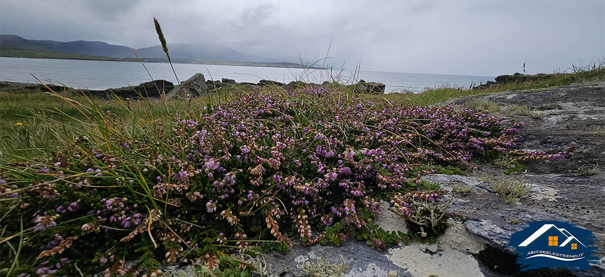 Sheskinmore Nature Reserve