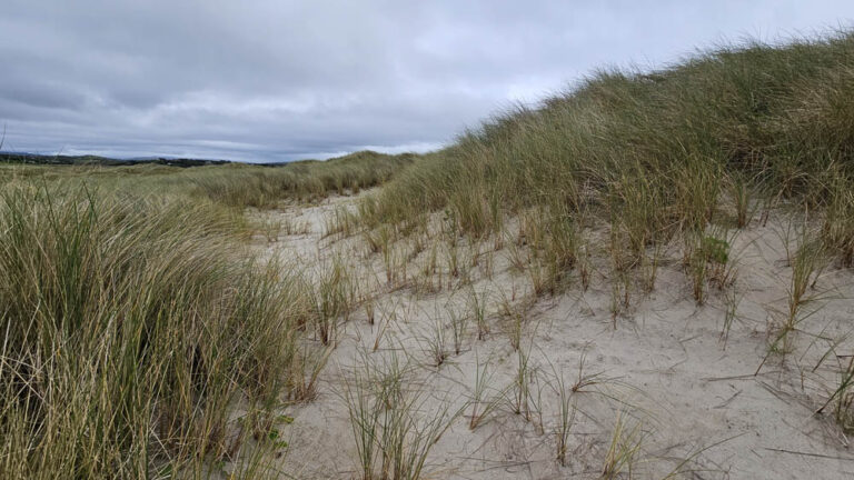 Sheskinmore Nature Reserve