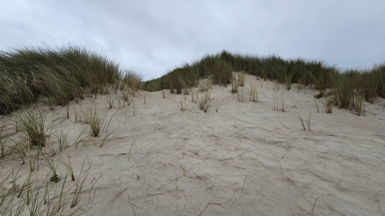 Sheskinmore Nature Reserve