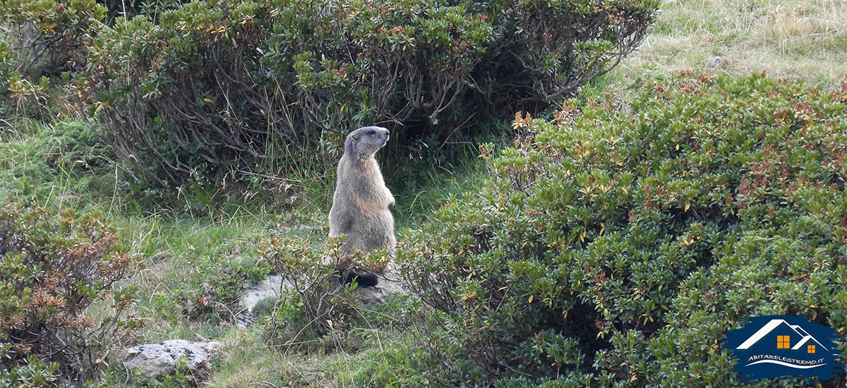 marmotta al lago di lei - valle di lei