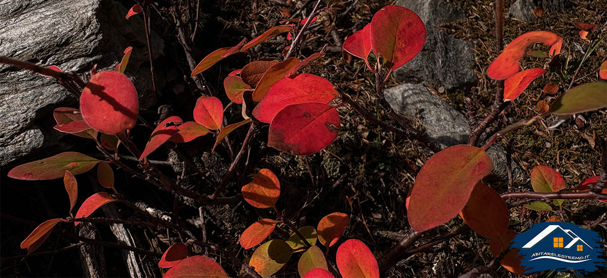 colori autunnalli in Valdigne
