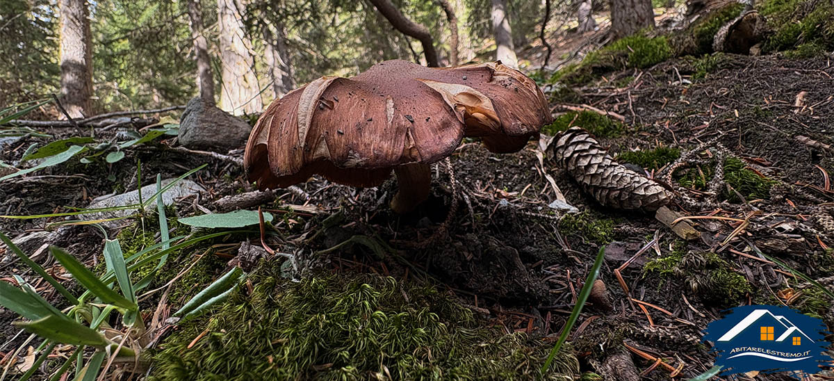 funghi a les ors - valdigne