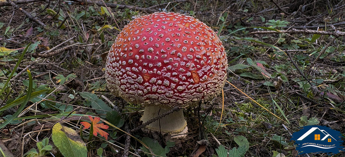 funghi a les ors - valdigne