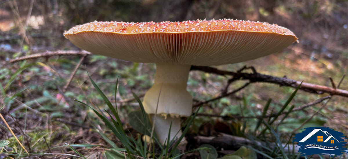 funghi a les ors - valdigne