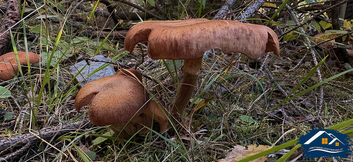 funghi a les ors - valdigne