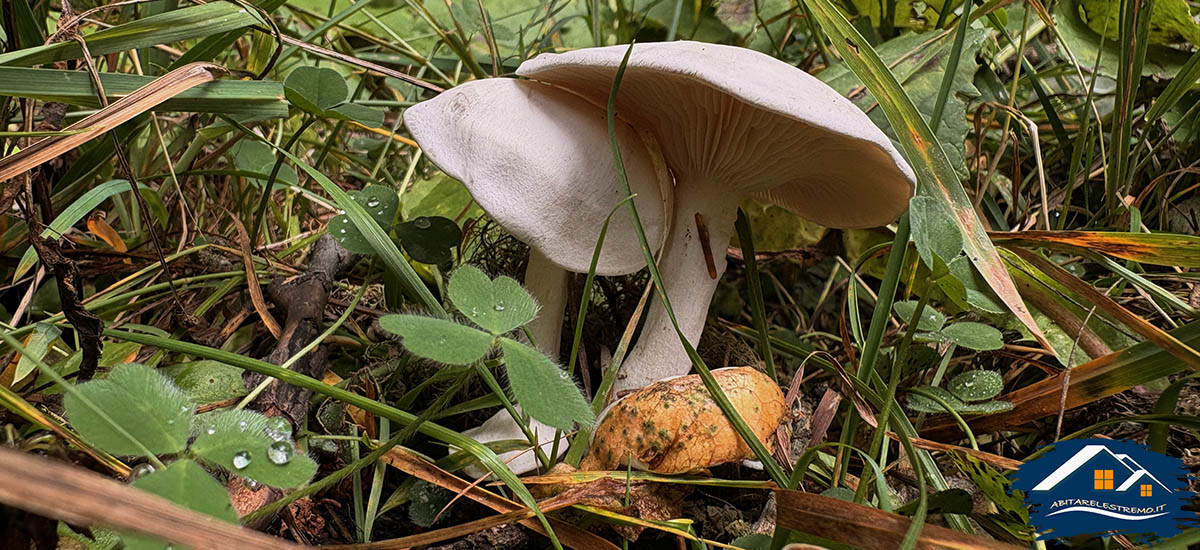 funghi a les ors - valdigne