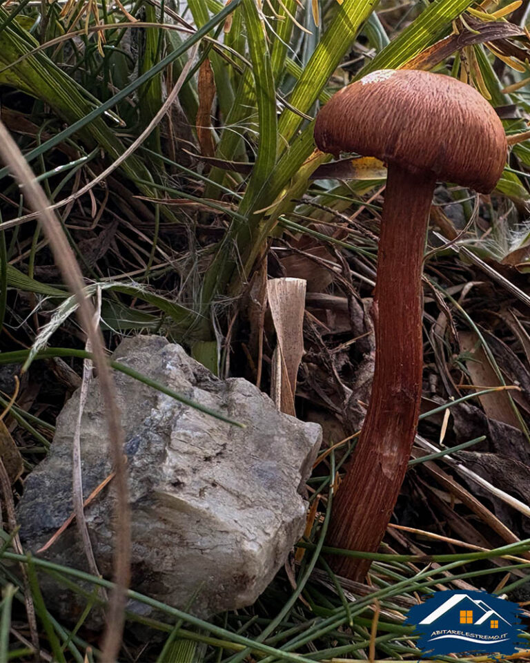 funghi a les ors - valdigne