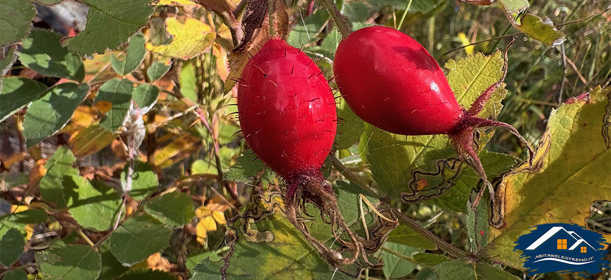 colori autunnalli a Les Ors in valdigne