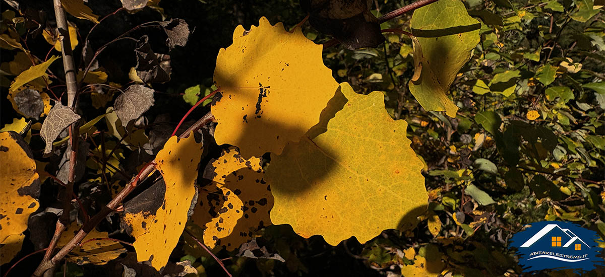 colori autunnalli a Les Ors in valdigne