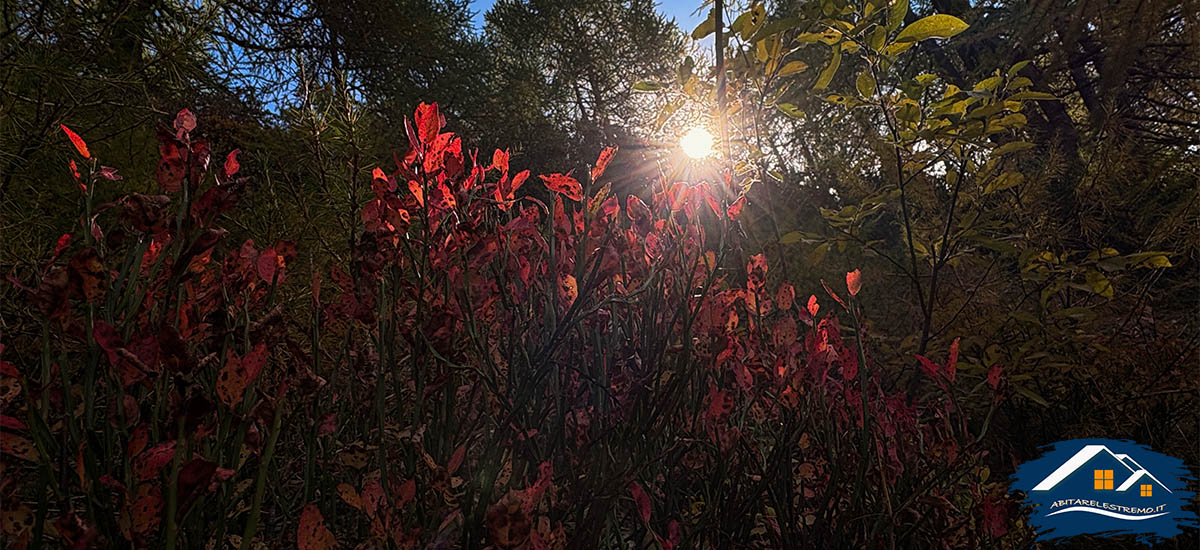 colori autunnalli a Les Ors in valdigne