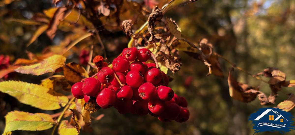 colori autunnalli a Les Ors in valdigne