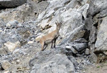 camoscio valtellina