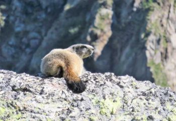 marmotta al passo sellero