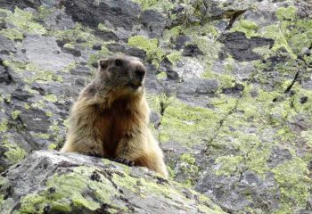 una marmotta