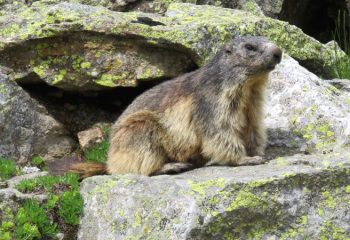 marmotta