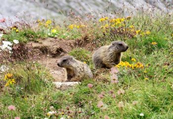 cuccioli di marmotta in valtellina